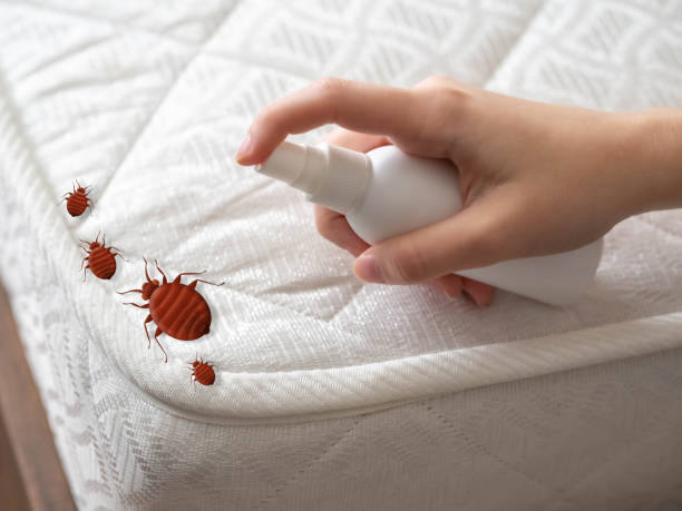 Best Pest Removal Services  in South El Monte, CA
